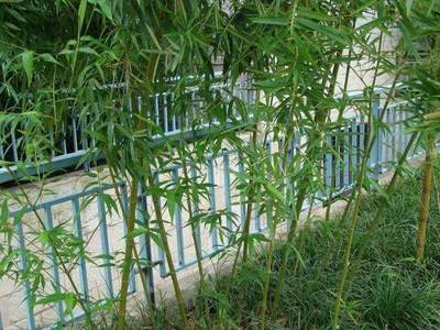 小區(qū)業(yè)主砍伐50根自家種的竹子 城管稱其違規(guī)罰1600余元