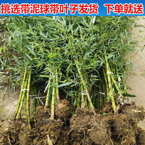 北方大竹子苗室外耐寒庭院大型根戶外小型種植風(fēng)水筍四季常青植物