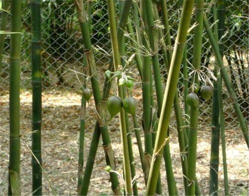 南方竹林長有1種 梨 ,以前沒人敢吃,現在100元1斤都賣斷貨