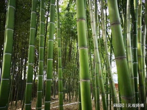 為什么古人說 門前種竹做人狠毒