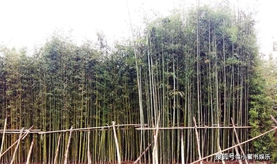 竹子種植方法和注意事項