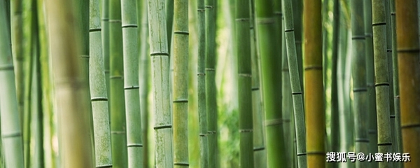 竹子種植方法和注意事項