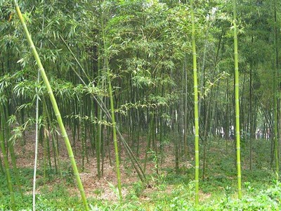 六月份竹子根能活嗎