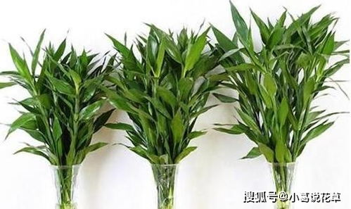 買回來的富貴竹,用這種方法養,生根快還不黃葉