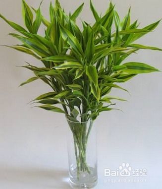 適合室內栽種的喜陰植物有哪些