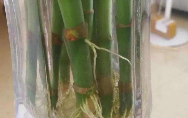 養花必須先養根,這2種 澆花水 多澆點,根系白嫩,爆盆簡單