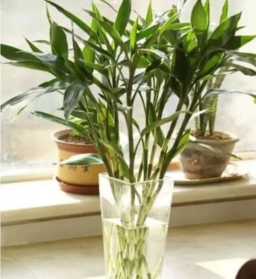 陽臺客廳必備的 2種 招財花,越是年底越要養,寓意棒