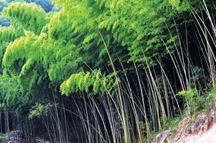岑鞏縣代家坡大面積引種楠竹 種出 竹空調 享20 盛夏