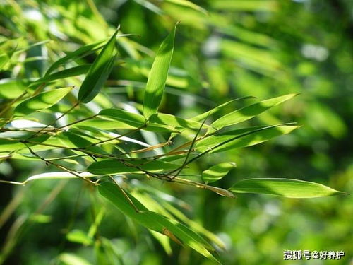 個頭不大,可顏值逆天的3種觀賞竹