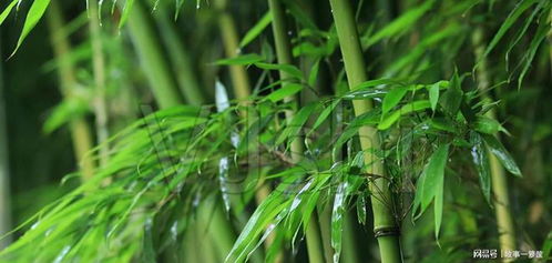 老人常說 墳邊長竹須遷墳,墳前兩物成富人,這兩物分別是什么