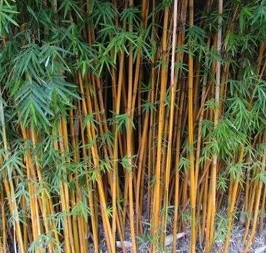 棕色竹子怎么種?