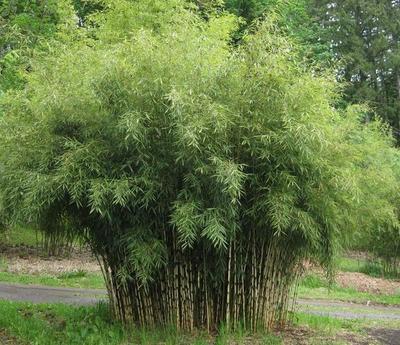 竹子景觀--獨特的天然隱私保護和裝飾景觀