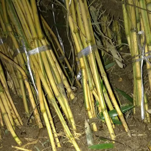 北京君竹JXYZ 竹子園林綠化 綠化工程 金鑲玉竹 金鑲玉竹批發 金鑲玉竹廠家 北京金鑲玉竹批發 北京金鑲玉竹廠家