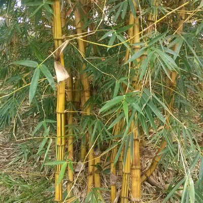 黃桿竹易成活景區栽種觀賞竹類竹苗庭院綠籬竹子