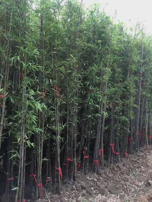 恭喜竹之雅園林綠化入駐苗木通,江蘇宋磊:主營各種竹類