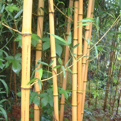 黃金竹小苗 景觀地被竹 園林綠化工程栽植 規格齊全種植竹