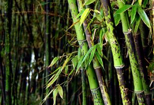 秦始皇遇到松樹和竹子擋道,只因一個原因,兩種樹命運卻截然相反