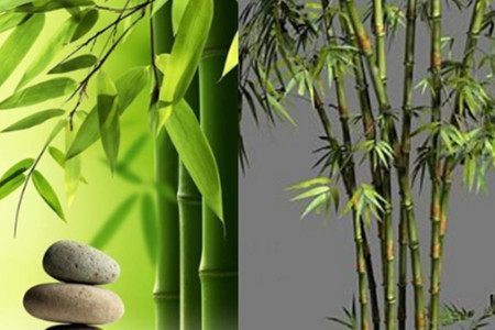 為什么大竹子載到花盆里活不了