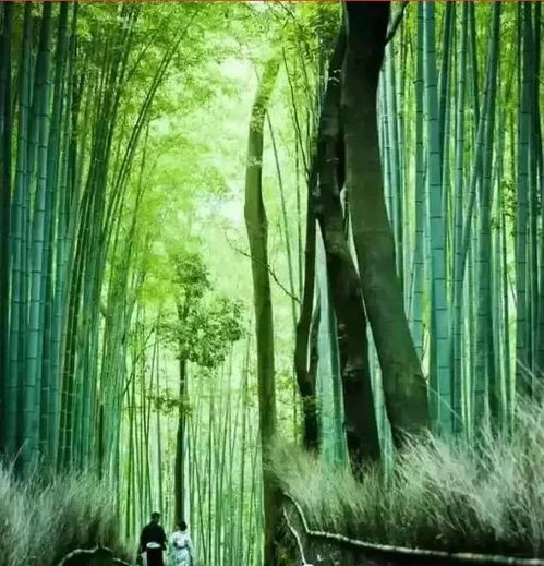 居不可無竹 運用竹子巧妙施工造景的9種方法