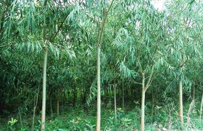 竹柳的種植程序