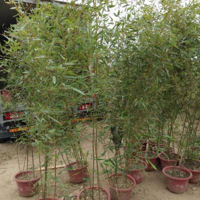 北方竹子栽植時間,北方地區(qū)竹子移栽要點種植方法