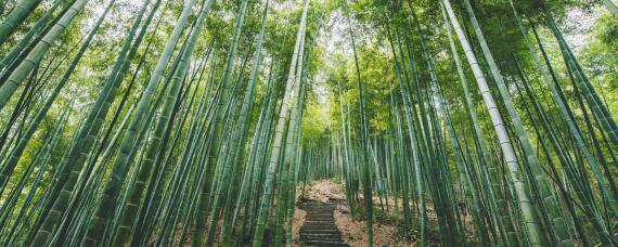 適合北方種植的竹子
