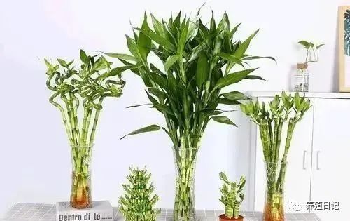 3種丑陋花,很多人都不愿養(yǎng),懂花的人就愛養(yǎng),難怪家里更清新