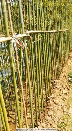 竹子 竹竿圖片