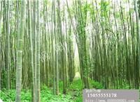 【渦陽竹柳基地】公司_產(chǎn)品_報價_介紹_圖片_下載.