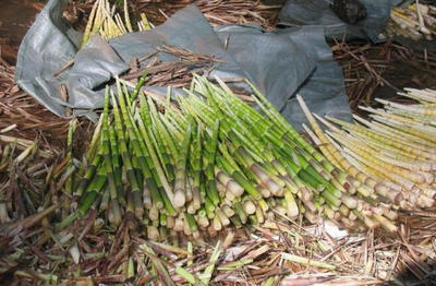 野山麻竹筍