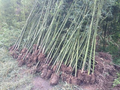 青皮竹種植基地, 青皮竹批發(fā)質(zhì)優(yōu)價廉