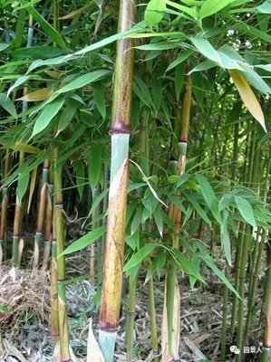 竹子的種植門道,你知道嗎?