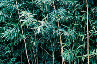 綠化竹子