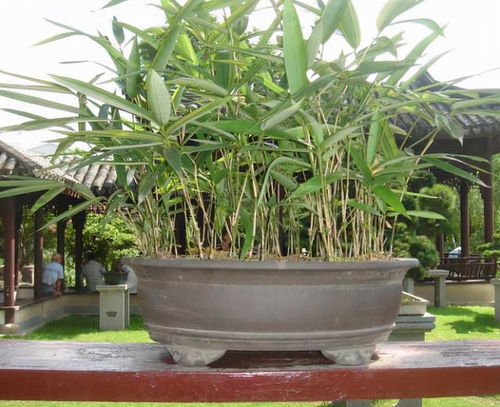 陽臺缺點 風(fēng)景 ,種4種 竹子 ,養(yǎng)竹可得勤快點,要不就黃葉