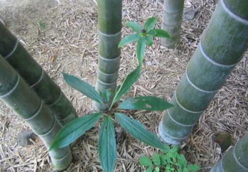 喜歡長在 竹林 的1種野草,長7片葉子開1朵花,很珍貴請保護