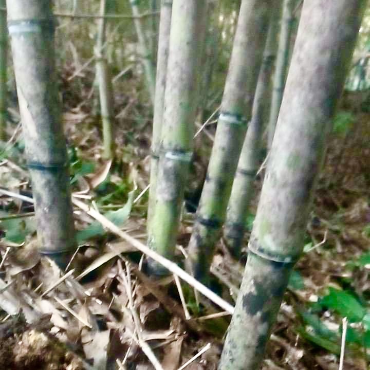 順豐雷竹苗種植食用冬筍苗早園竹黃桿竹剛竹毛竹楠竹烏芽竹甜筍竹