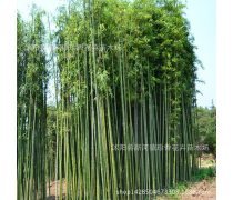 竹子種植企業黃頁