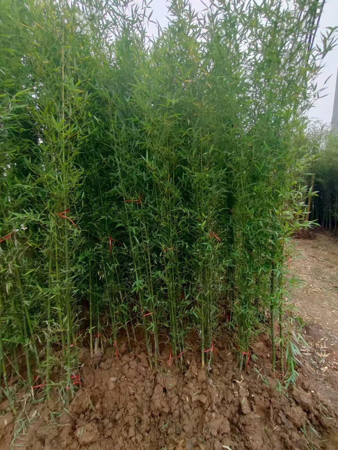 紫竹青竹樹苗羅漢竹苗佛肚竹盆栽庭院室內觀賞四季常青植物竹子苗