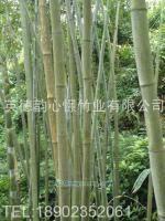慶元縣雙益竹木制品廠_世界工廠網全球企業庫