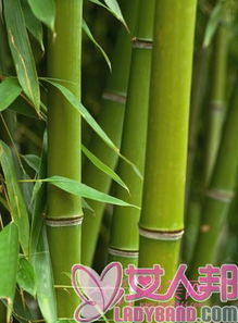 竹炭食品排毒吸脂 安全飲食有待鑒定,分享健康知識