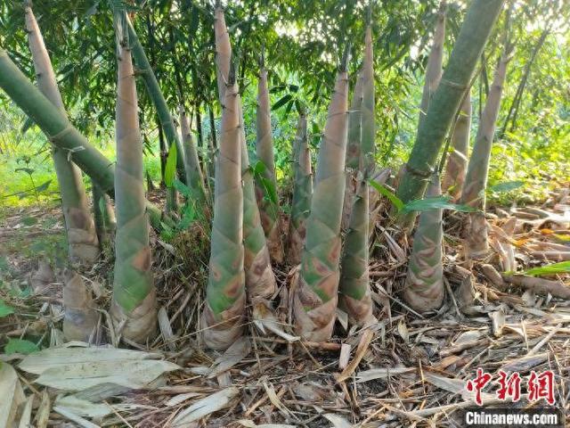“山珍”麻竹筍迎收獲 廣西南寧做強“筍經濟”