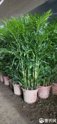 夏威夷椰子盆栽 廣州夏威夷竹