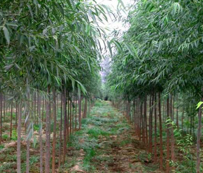什么時候種植竹柳最合適