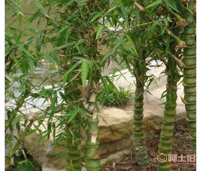 【基地批發竹類植物羅漢竹盆栽室內外觀賞佛肚竹盆栽品種齊全歡迎選】沭陽縣圣地苗木種植專業合作社 - 產品庫