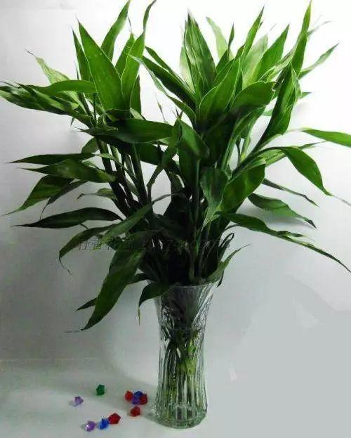 氣溫高了,富貴竹黑腐 爛根,2種藥片家家有,用3次冒出新根