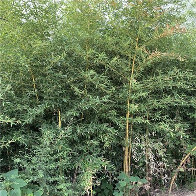 4公分金鑲玉竹 黃色的竹竿 景區公園綠化 綠化苗圃種植基地