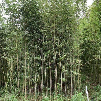 紅哺雞竹袋苗 紅哺雞竹小苗 各種觀賞竹子 基地直供