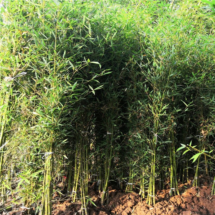 早園竹袋苗 早園竹根系發達 規格齊全 各種觀賞竹供應