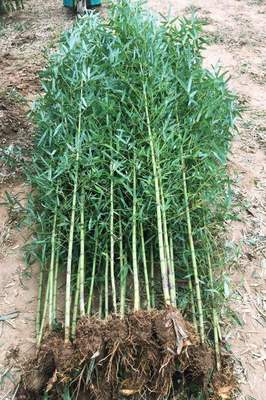 苗圃羅漢竹綠化苗, 羅漢竹苗木產地行情