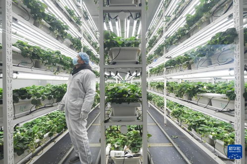 草莓小鎮迎來產銷旺季